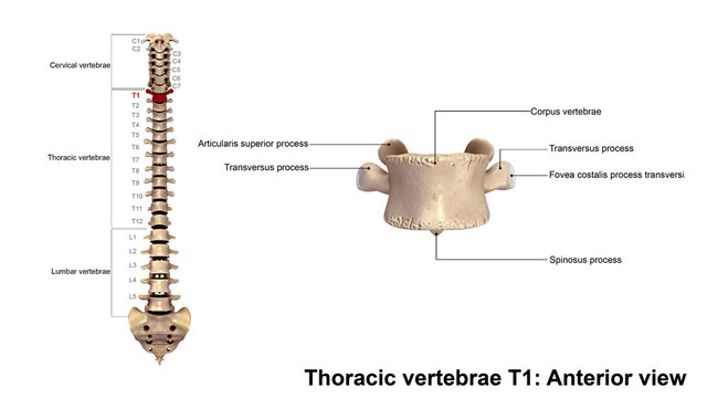 Thoracic vertebrae T1_Anterior view
