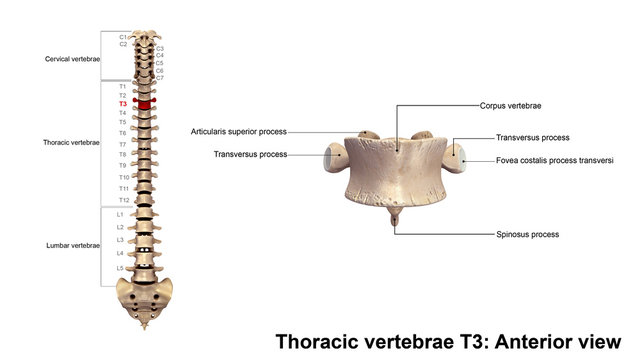 Thoracic vertebrae T3_Anterior view