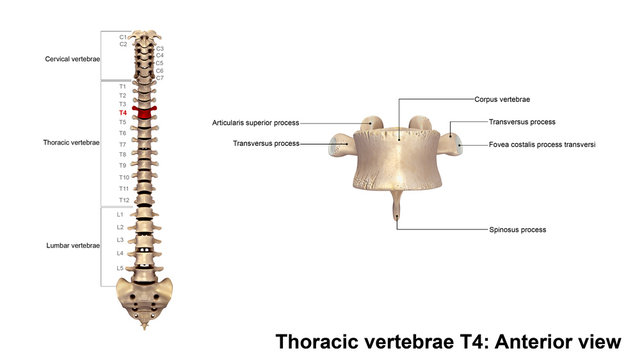 Thoracic vertebrae T4_Anterior view