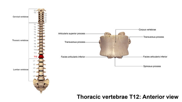 Thoracic vertebrae T12_Anterior view