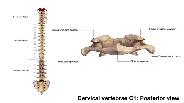 Cervical vertebrae 