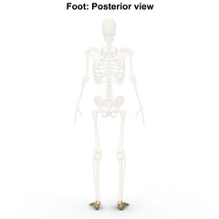 Foot_Posterior view