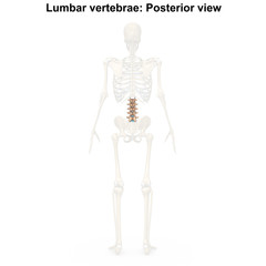 Lumbar vertebrae_Posterior view