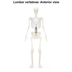 Lumbar vertebrae_Anterior view