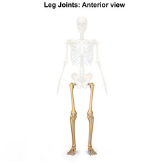 Lower limbs_Anterior view