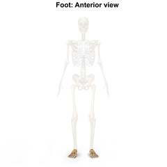 Foot_Anterior view