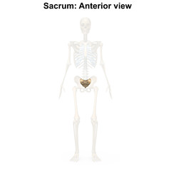 Sacrum_Anterior view