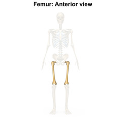 Femur_Anterior view