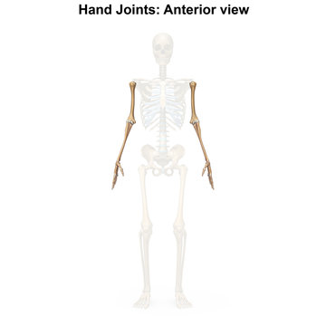 Upper limbs_Anterior view