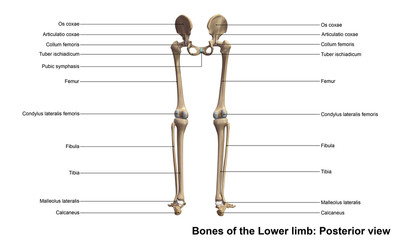Skeleton_Lower limb_Posterior view