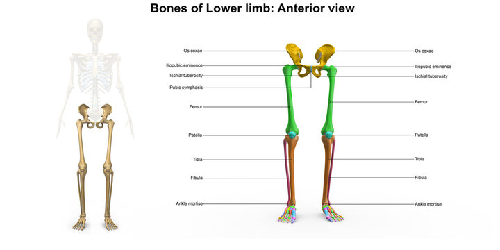 Lower limb_Anterior view