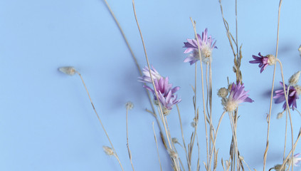 Pink tender flowers on blue