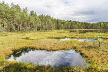 Beautiful pond in the swamp environment