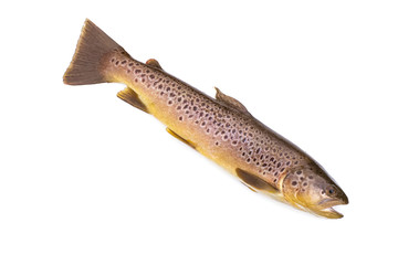 Whole brown trout fish isolated on a white studio background.