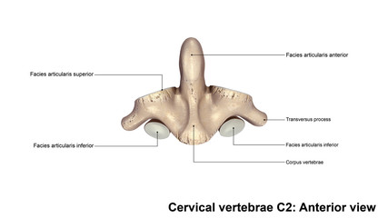 Cervical vertebrae C2_Anterior view