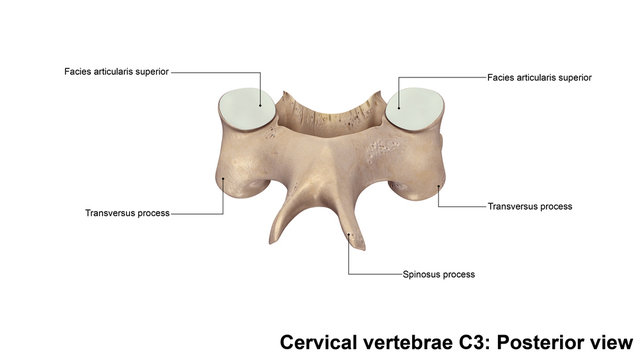 Cervical vertebrae C3_Posterior view
