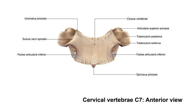 Cervical vertebrae C7_Anterior view