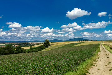 D, Bayern, Unterfranken, Landschaften im Grabfeld bei Bad Königshofen, blühendes Kleefeld unter...
