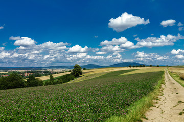 D, Bayern, Unterfranken, Landschaften im Grabfeld bei Bad Königshofen, blühendes Kleefeld unter blauem Himmel mit weißen Wolken