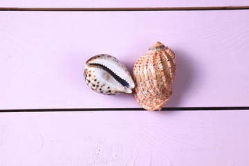 Two sea shells on a pink table