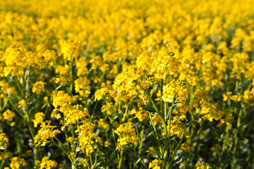 yellow flowers colza in the north of Russia