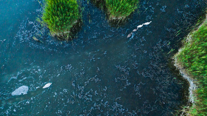 Swans in the reeds islands, on the hungarian lake
