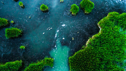 Swans in the reeds islands, on the hungarian lake