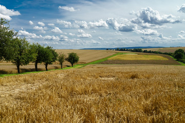D, Bayern, Unterfranken, Landschaft im Grabfeld bei Bad Königshofen mit Getreidefeldern und Obstbäumen, weiter Blick über ländliche Sommerlandschaft