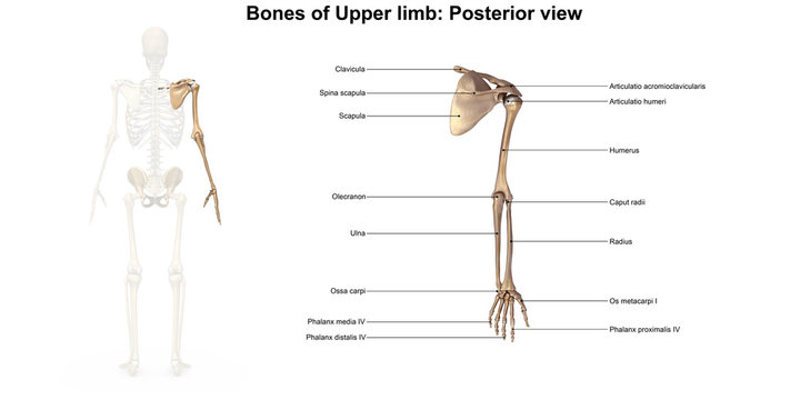 Bones of the upper limb_Posterior view