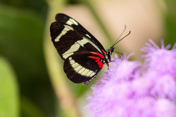 butterfly in closeup