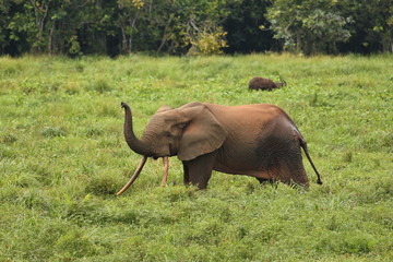 Fototapeta na wymiar African forest elephant in the nature habitat of agreen meadow and water. The Elephant Forest,Loxodonta cyclotis is a small species of elephant living in the tropical rainforest of West Africa.