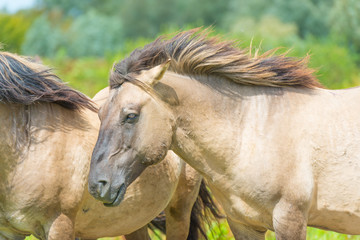 Feral horses in sunlight in a field  in summer © Naj