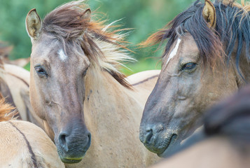 Obraz premium Feral horses in sunlight in a field in summer