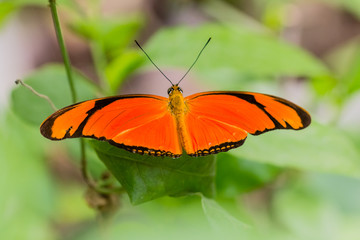 butterfly in closeup