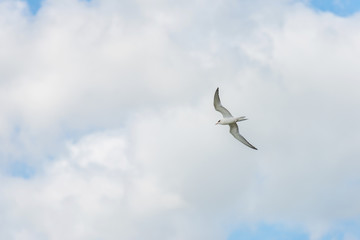 Tern flying in a cloudy sky in summer