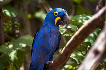 Macaw