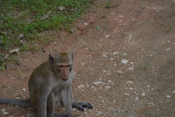 Macaque sitting on a dirt road