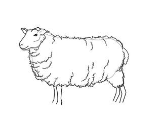 Vector Sheep Sketch Black and White Illustration