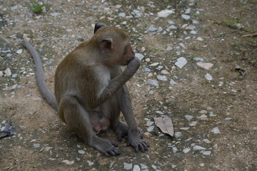 A mother Macaque with her child in her arms