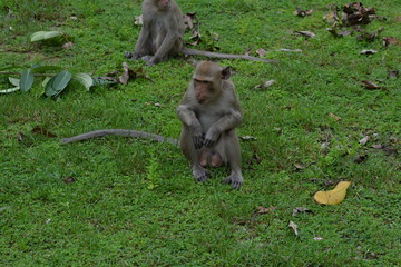 Male macaque sitting on the grass