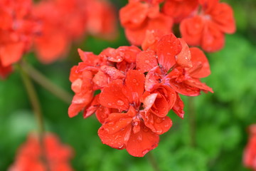 ゼラニウムと水滴