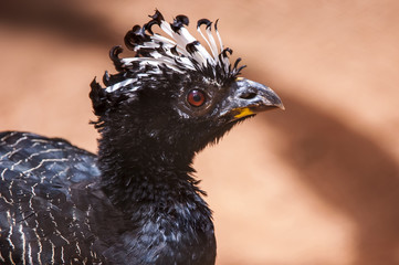 Curassow