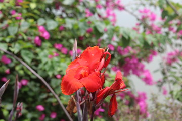 Naklejka premium Canna Plant