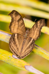 Fototapeta premium butterfly in closeup