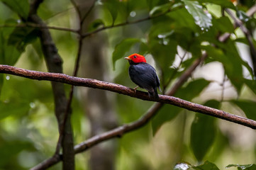 Red-headed Manakin