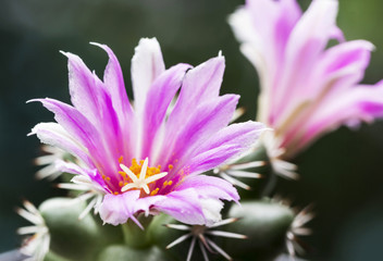 Mammillaria schumannii cactus flower