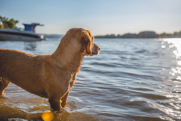 Dog standing by the water