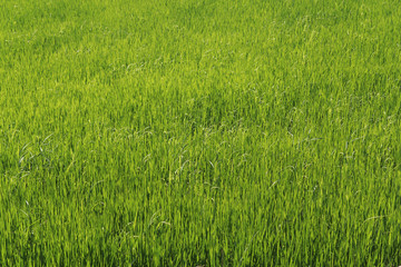 Green cereal field background