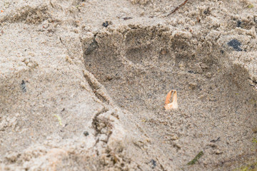 Krebsschere im Sand Fußabdruck eines Strandes