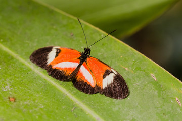 butterfly in closeup